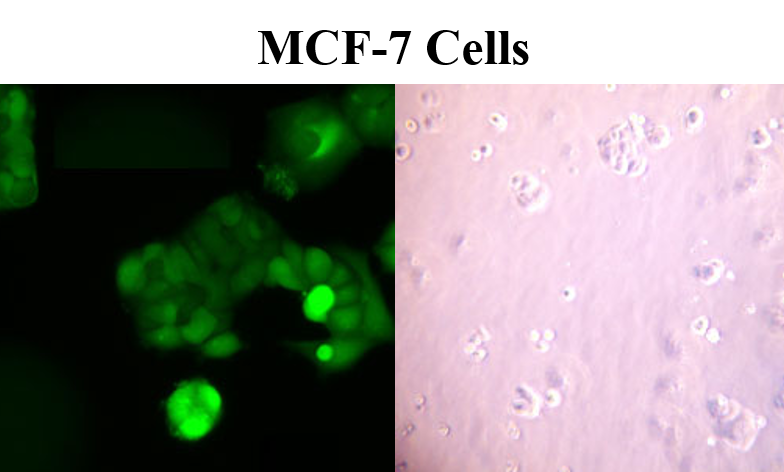 MCF-7 Cells